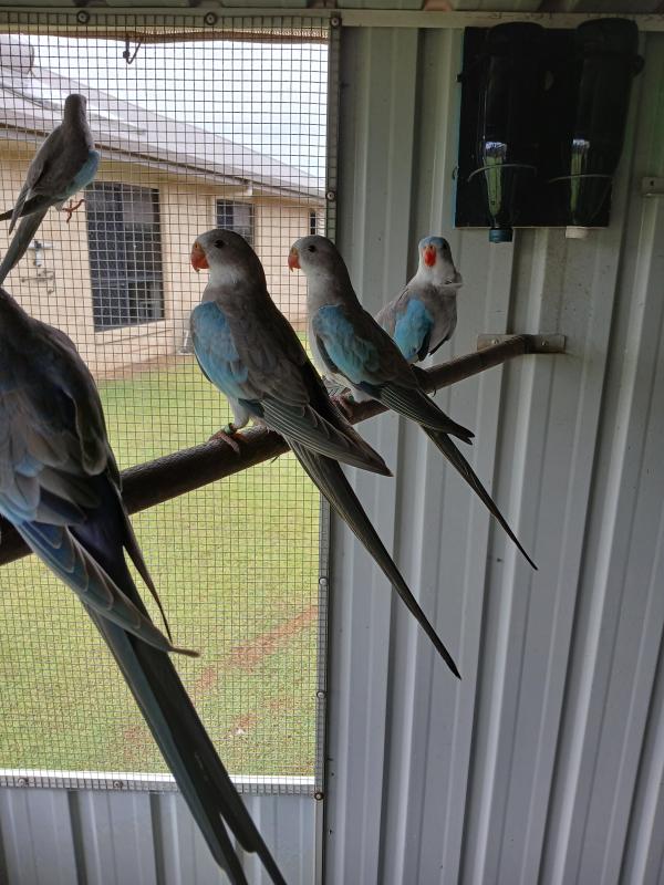 2025 bred young Blue Princess Parrots visually sexed and housed in a colony cage