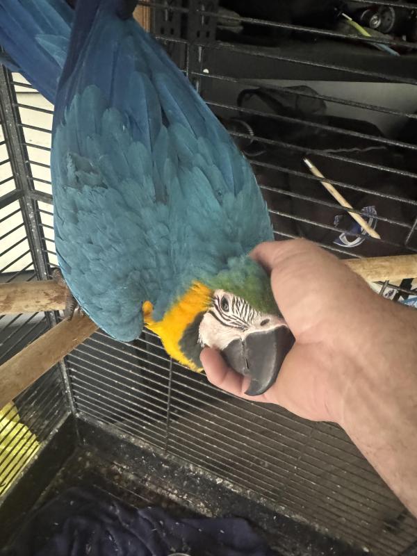 Handraised baby blue and golds macaws.