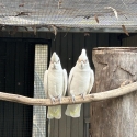 Grass parrots and corellas