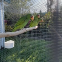 WHITE-FRONTED AMAZON PR UR