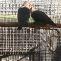 Breeding pair of Meyers parrots 3 years old DNA cards