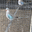 PRINCESS BLUE SPLIT FADED COCK