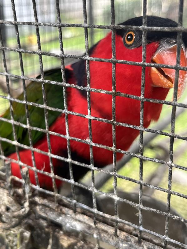 SOLD - Mature red breasted Black cap Lori pair