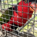 SOLD - Mature red breasted Black cap Lori pair