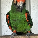 EXOTIC PARROTS - Prices reduced to free up aviary space.