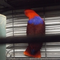 ECLECTUS FEMALE BABY HAND RAISED