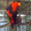 BLUE BRESTED BLACK CAP LORY
