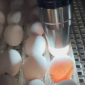 WANTED- fertile eggs