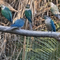 SFVT Green Cheek Conures