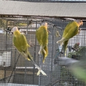 Cinnamon Plumhead Hens