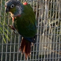 Crimson Belly Conures