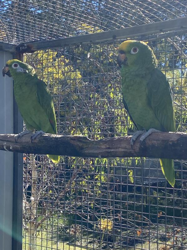 Breeding Pair Yellow Crown Amazons