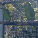Breeding Pair Yellow Crown Amazons