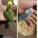 Baby parrotlet hand raised super tame.