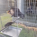Black Lories