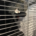 Female Red Tail Black Cockatoo