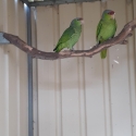 Lilac crown Amazons 4year old pair