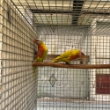 Jade pastel lorikeets