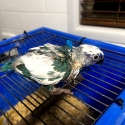 DF blue lorikeet