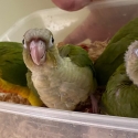 Swap/Sell - Handraised Green-cheeked Conures