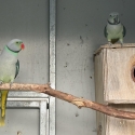 Malabar Parrots