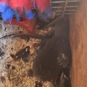 Baby eclectus
