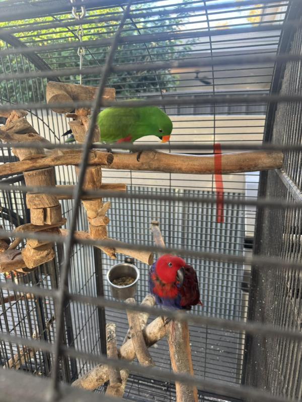 Breeding pairs eclectus