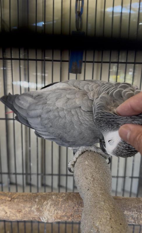 African Grey female
