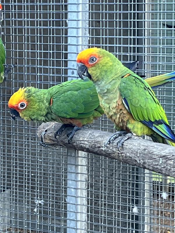 Gold Capped Conures