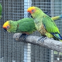 Gold Capped Conures