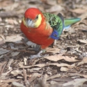 Im looking a pair of western rosellas
