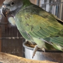 Derbyan parrot
