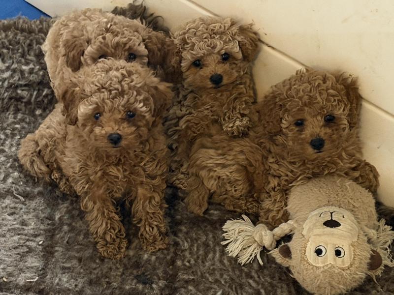 Toy Cavoodle puppies ready now