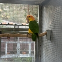 Looking to purchase a male white bellied caique
