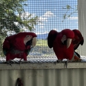 Conures amazons and macaws