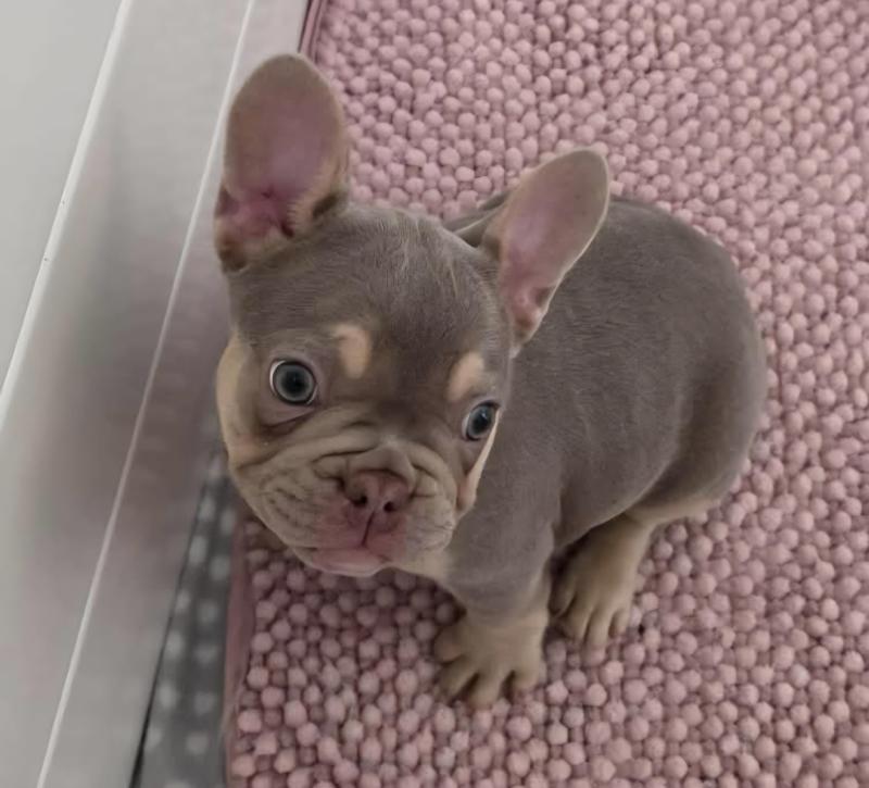 Pedigree french bulldogs MDBA