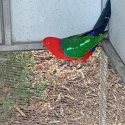 Breeding pair King Parrots