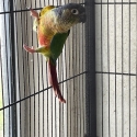 Conures for sale