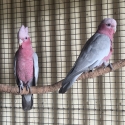 Pos split Lutino western galah male
