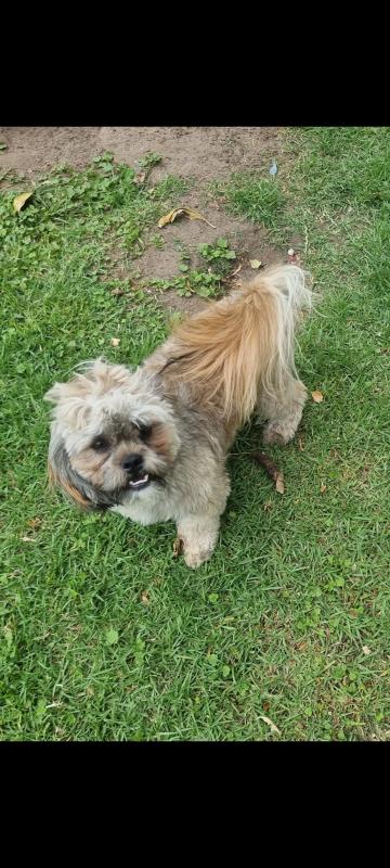 Shih-poo male 1 year old needs loving home