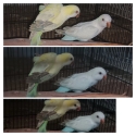 Blue Quaker Crossover. 'Snow White' hen