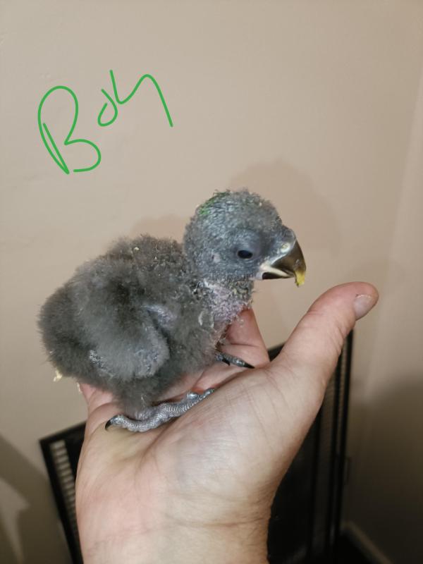1 X gorgeous 6 week old baby Male Eculectus