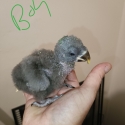 1 X gorgeous 6 week old baby Male Eculectus