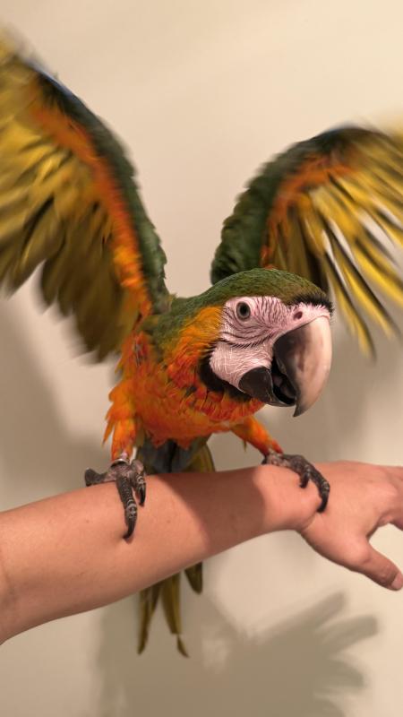 Catalina macaw