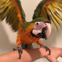Catalina macaw