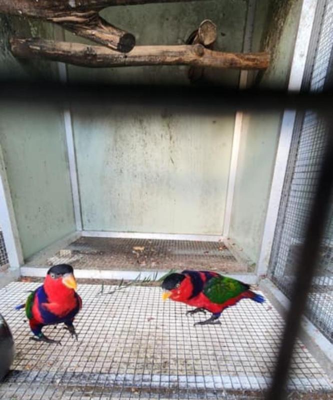 Breeding pair Black cap lori and breeding rainbow lorikeet