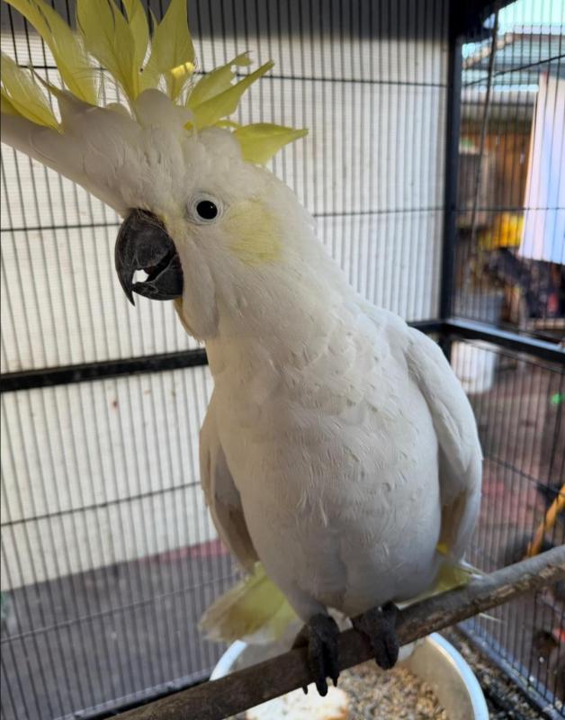 WTB Pair Of Sulphur Crested Cockatoo's