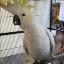 WTB Pair Of Sulphur Crested Cockatoo's