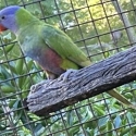 Lorikeets