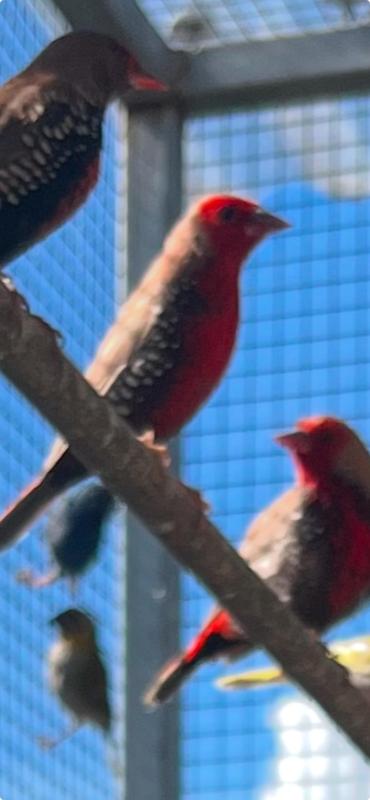 Fawn painted finches